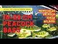 TIPS & TRICKS || 18-20 CM PEACOCK BASS (PREDATOR FISH)- EATING TWO DIFFERENT FEEDS