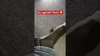 A tarantula escaped and ran onto my foot…. #animals #spider #shorts