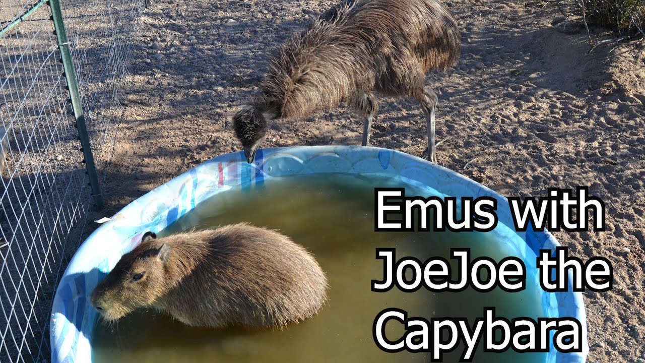 Emus With JoeJoe The Capybara - YouTube