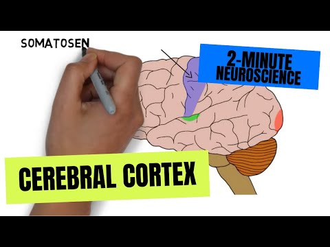 What is the difference between primary and association cortex?