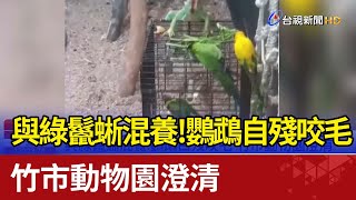 與綠鬣蜥混養！鸚鵡自殘咬毛 竹市動物園澄清