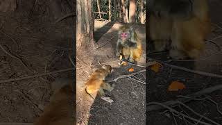 Poor Monkeys #Monkey #animals #Shorts #BeeLeeMonkeyFans 27