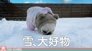 久しぶりに雪を見たらこうなっちゃいました【フレンチブルドッグ】