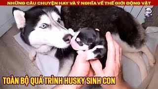 Toàn bộ quá trình chú Chó Husky lần đầu sinh con || Review Con Người và Cuộc Sống