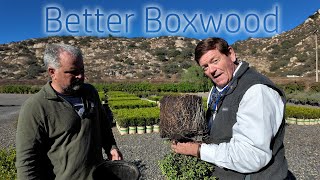 The Usefulness of Boxwoods - Better Boxwood