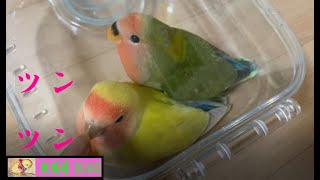 210905　スカイルーム満足＆治郎兵衛（仮）うんこたれ　小桜インコ　我が家の天使たち6羽