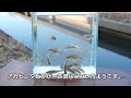 【小物釣り】かんたんタナゴ釣り　水路は春の気配！