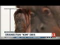 Orangutan at Indianapolis Zoo dies