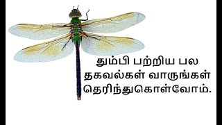 தும்பி பற்றிய பல  தகவல்கள் வாருங்கள் தெரிந்துகொள்வோம்/Information about dragon fly