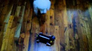 pelea caniche toy contra perrito robot Mimoks / caniche toy dog vs Mimoks robotic puppy