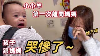 小小羊第一次離開媽媽～媽媽跟小孩默默地哭慘了！NGÀY ĐẦU TÔM ĐI HỌC