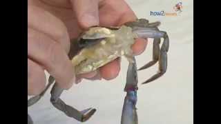 How to Clean a Soft Shell Crab