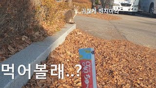 첨 보는 길고양이에게 츄르를 줘봤다 과연 먹을까 ? 7