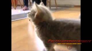Funny Cats (Animal Funny Video 2014)