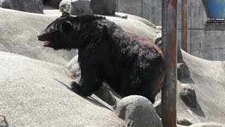 大くまエリア (北秋田市 くまくま園) 2019年8月6日