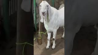 120Kg Heavy Weight Sojat #goats #goat #goatlovers