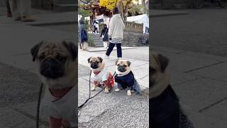 [パグ]暇だニャ〜🐶 #早く遊びたい (Temples are boring for dogs.) #shorts