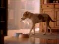 Purina Dog Chow ad, 1994