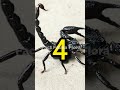 5 Fakta tentang Kalajengking #kalajengking #scorpio #scorpion #facts #fauna #hewan #shorts