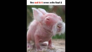 ये जानवर बिना बालों के ऐसे दिखते है  #youtubeshorts #animals