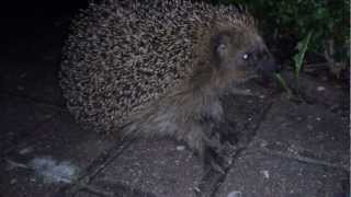 Igel in der Nacht