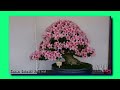 2015 鹿沼さつき祭り 盆栽 satsuki azalea bonsai