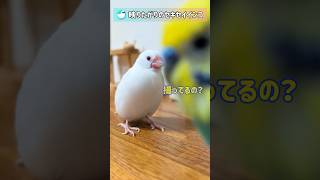 カメラ大好き！映りたがりのセキセイインコ #文鳥 #セキセイインコ #birds #shorts