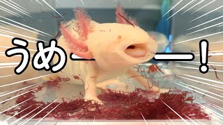 【食べ放題】ウーパールーパーにアカムシ食べ放題をしたら反応が面白すぎたwww　/飼育・かわいい・おもしろ・両生類・メキシコサンショウウオ・アホロートル・メキシコサラマンダー・動物