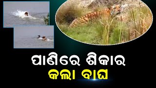 ସୁନ୍ଦରବନରେ ପାଣି ଭିତରେ ବାଘ କଲା ହରିଣ ଶିକାର । ଭିଡିଓ ଦେଖିଲେ ଡରିଯିବେ #kalingatodaylive #kalingatoday