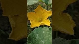 কুমড়ো ফুল। pumpkin flower #flower #nature #garden #shorts #viral