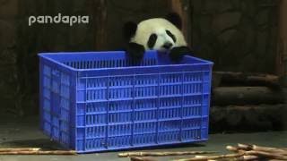 Panda bites the basket