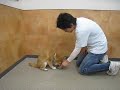 『dog training tips』～予防①～（犬のようちえん® 駒沢公園教室）