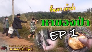 ปลากัด top betta Thailand 🇹🇭 หาของป่า ep1 ตอน หาหน่อไม้ เก็บเห็ด ในป่า บนเขา