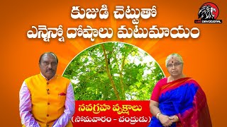 కుజుడి చెట్టుతో ఎన్నెన్నో దోషాలు మటుమాయం | Special Story On Navagraha Trees-Astrology #LeoDevotional