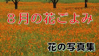 「花の写真集」８月の花ごよみ、＜LONG VERSION＞、ひまわり、はす、さるすべり、ふよう