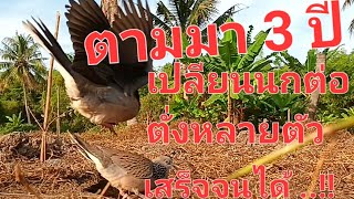 ตามมา 3 ปี เซียนเพนียด เปลียนนกต่อไม่รู้กี่ตัว   #เสียงนกเขาใหญ่ #automobile #birds #ต่อนกเขาใหญ่