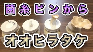 菌糸ビンからオオヒラタケが生えてきた！