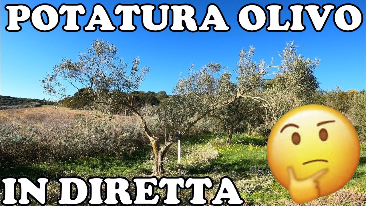 Come Potare L'olivo: Potatura In Diretta - YouTube