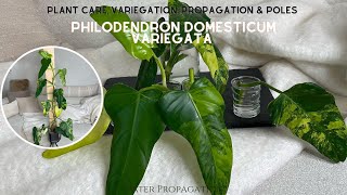 Variegated Philodendron Domesticum Propagation Video - Reverting, Growing leggy \u0026 Plant Care