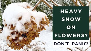 Protect Limelight Hydrangea Tree Flowers From Snow