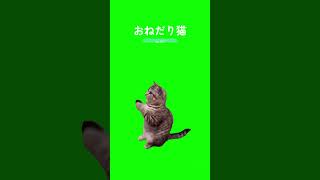 猫ミームNo.077： おねだり猫 #猫ミーム #猫 #TikTok #CapCut #catmeme