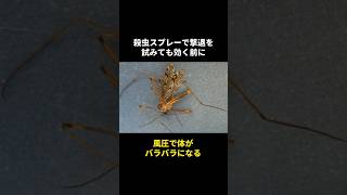 地球最弱の昆虫ガガンボの秘密🤫暴露します🔥