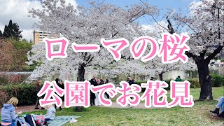 ローマの桜満開　花見の合間に美味しいイタリアンランチ　レストラン紹介