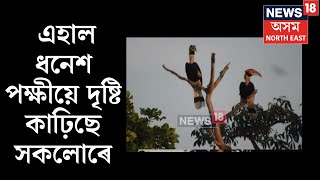 Kaziranga News | কাজিৰঙা ৰাষ্ট্ৰীয় উদ্যানত সকলোৰে দৃষ্টি কাঢ়িছে এহাল ধনেশ পক্ষীয়ে? N18V