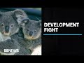 Brisbane residents fight to save core koala habitat from development plan | ABC News