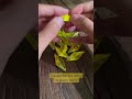 Extremely Relaxing Asmr Origami Paper Crane Folding