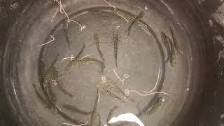 Baby Snakehead fishes eating Earthworm- కొర్రమీను పిల్లలు వానపాములను తినే విధానం(murrel fishes)