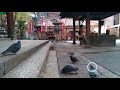 rokkakudo music composed by detecting the movements of pigeons ハトの動きを認識して音楽を奏でる