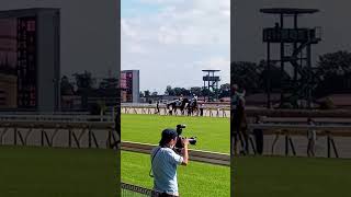 デビュー戦の2歳馬たちが、誘導馬の後ろをトコトコついていくだけ　#東京競馬場　#メイクデビュー　#現地映像　#上げ忘れ