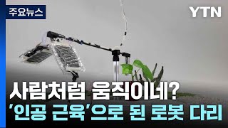 사람처럼 움직이네?...'인공 근육'으로 된 로봇 다리 / YTN